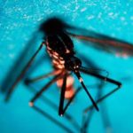 Da dengue a chikungunya esperti Oltre meta malattie tropicali presente in Italia