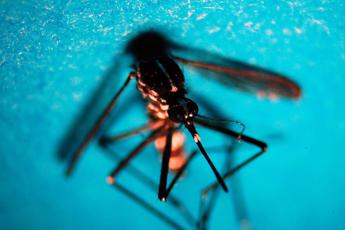 Da dengue a chikungunya esperti Oltre meta malattie tropicali presente in Italia