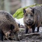 Cinghiali Lollobrigida Anche lesercito contro proliferazione indiscriminata