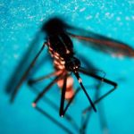 Boom West Nile in Italia nel 2022. Da salmonella a Escherichia coli su anche le altre infezioni