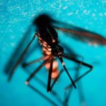 West Nile virus ultimi dati Italia da maggio 232 casi e 8 decessi