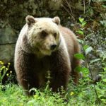 Trento turista straniero aggredito da un orso a Dro e ricoverato in ospedale