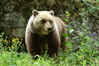 Trento turista straniero aggredito da un orso a Dro e ricoverato in ospedale