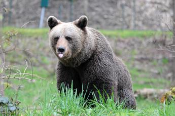 Orsa JJ4 trasferita in Germania la sua casa sara nella Foresta Nera