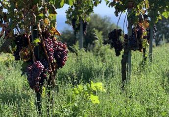 Elisabetta Abrami la produttrice che unisce lEtna e la Franciacorta con Il vino che viene dalla terra