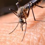 Dengue in Italia 306 casi da inizio 2023 il bollettino