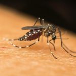 Dalla Dengue alla West Nile in Europa crescono le infezioni veicolate dalle zanzare