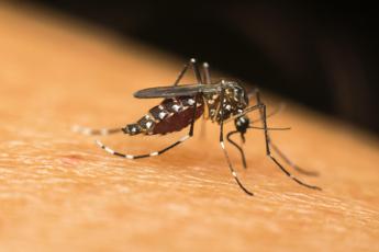 Dalla Dengue alla West Nile in Europa crescono le infezioni veicolate dalle zanzare