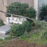 Al cimitero Flaminio furti degrado e cinghiali tra lapidi Cosi nostri cari muoiono due volte