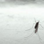 Dengue un caso oggi in Abruzzo