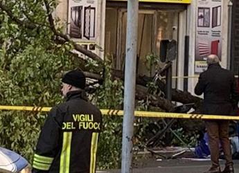 Donna uccisa da platano a Roma lagronomo Alberi troppo vecchi fare come a Parigi