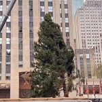 New York torna lalbero di Natale al Rockefeller Center