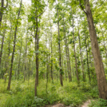 Quanto costa creare un nuovo bosco