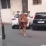 Roma dopo il leone tocca a un vitello animale in fuga tra le auto a Vitinia Video