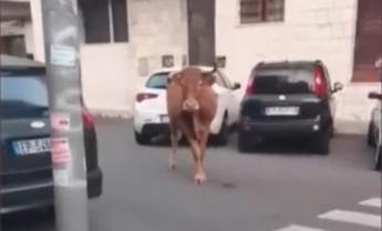 Roma dopo il leone tocca a un vitello animale in fuga tra le auto a Vitinia Video