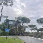 Roma grande pino cade a Casal Palocco