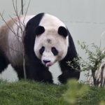 Cina panda dello zoo di Edimburgo tornano a casa segnale di crisi diplomatica