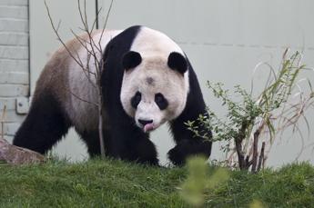 Cina panda dello zoo di Edimburgo tornano a casa segnale di crisi diplomatica