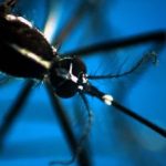 Dengue Italia 347 casi da inizio anno il bollettino