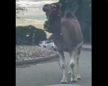 Dromedario fugge da circo e passeggia tra le auto stupore e traffico bloccato a Marsiglia Video