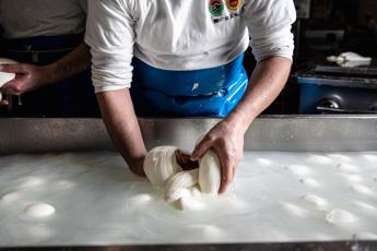 Sostenibilita per ogni kg di mozzarella dop sottratti 52 kg di Co2 dallambiente