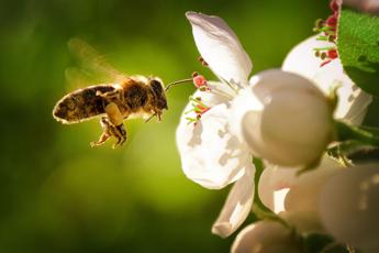 Ok definitivo del Parlamento Ue al Nature Restoration Law esultano gli ambientalisti