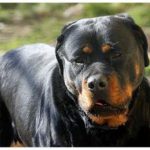 Perugia bimbo di 5 anni aggredito da rottweiler e in prognosi riservata