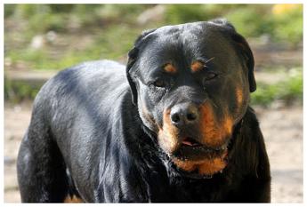 Perugia bimbo di 5 anni aggredito da rottweiler e in prognosi riservata