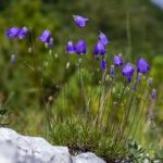 Scoperta una nuova specie di Campanula nelle Prealpi