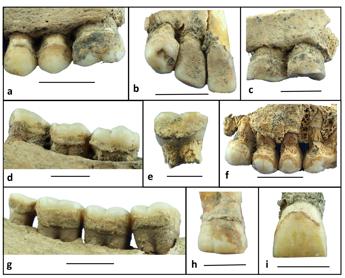 Tartaro di 6mila anni fa rivela dieta neolitica