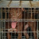 Lite tra vicini a Palermo pitbull attacca donna incinta