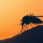 Malaria in Veneto paziente rientrato da viaggio allarme rientra