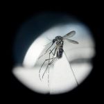 Dengue in Italia da studio bussola per prevenire possibili focolai