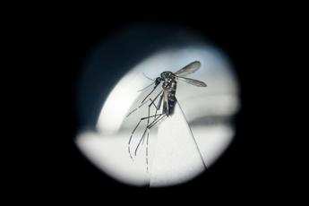 Dengue in Italia da studio bussola per prevenire possibili focolai