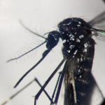 Dengue primo caso a Rovigo