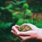 La foresta pluviale sta scomparendo