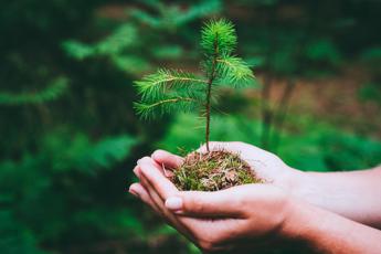 La foresta pluviale sta scomparendo