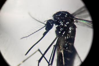 Virus Dengue in Italia Inevitabile che prenda sempre piu piede