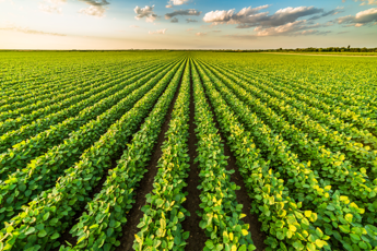 Agricoltura Syngenta Il futuro e nel suolo si deve salvaguardare