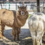 Aviaria in Usa virus rilevato anche negli alpaca