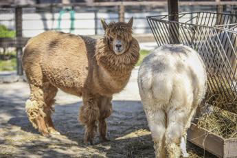 Aviaria in Usa virus rilevato anche negli alpaca