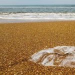 Beach Litter 2024 la top five dei rifiuti raccolti