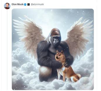 E morto Kabosu il cane dei meme il messaggio di Elon Musk