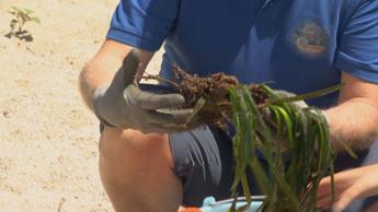 Lanciata da Coop Foresta Blu nuova campagna per protezione praterie di Posidonia