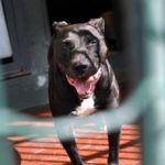 Vercelli bimbo di 5 mesi ucciso da pitbull Procura apre fascicolo