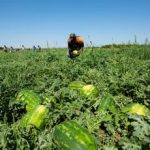 Caldo in Calabria stop al lavoro nei campi e nei cantieri nelle ore a rischio