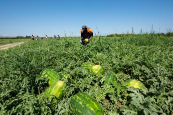 Caldo in Calabria stop al lavoro nei campi e nei cantieri nelle ore a rischio