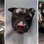 Cane bruciato vivo padrone non potra piu avere animali ordinanza sindaco Palermo