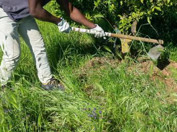 Latina lavoratore agricolo indiano perde un braccio scaricato in strada senza soccorsi