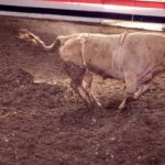 Paura al rodeo il toro salta e se ne va Video